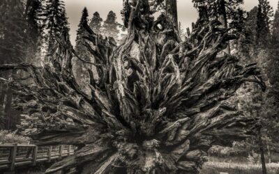 roots blog post
